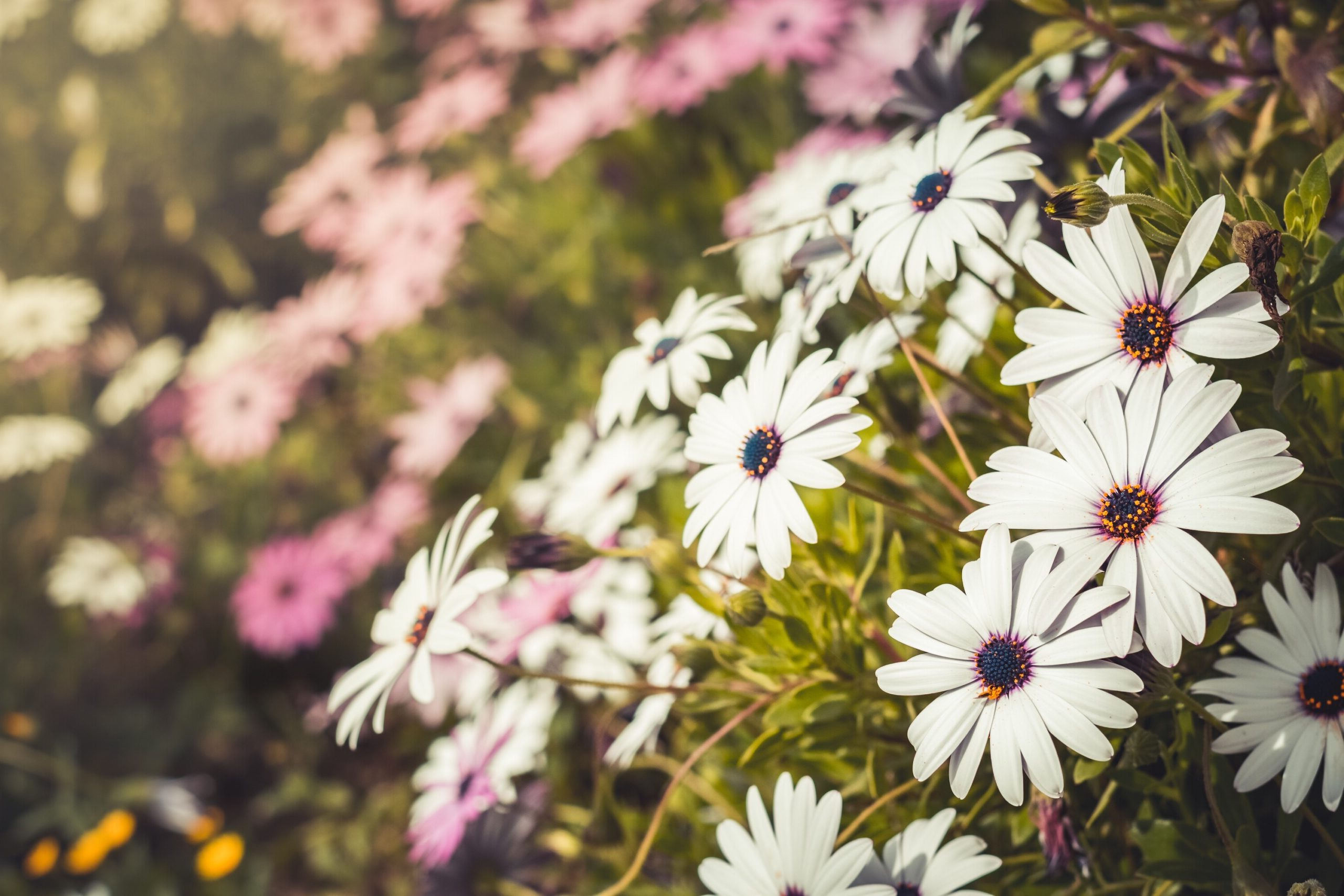 white-flowers-in-spring-2024-10-18-06-22-06-utc-scaled-e1758212820531
