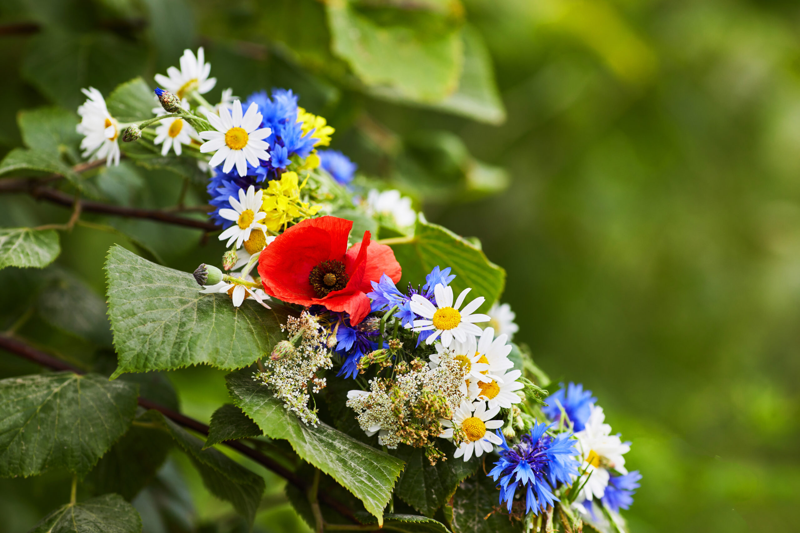 Wreath of Meadow flower in summer garden. Summer Solstice Day, Midsummer holiday.